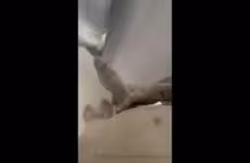 JustTheGays thumbnail for Jerking my big cock in the shower – Steele Foster (Steele.Foster) - amateur gay porn from OnlyFans JustForFans GayForFans - 