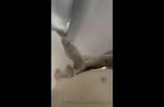 JustTheGays thumbnail for Jerking my big cock in the shower – Steele Foster (Steele.Foster) - amateur gay porn from OnlyFans, MyVidster, GayForFans and more! - Big Cock, Jerk Off, Shower